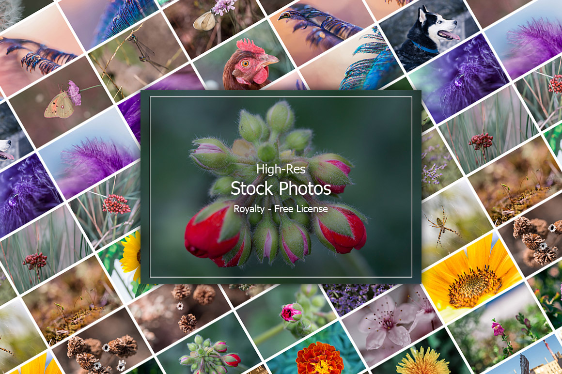 Stock Photos with Extended License